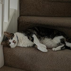 carpet extractor machine clean stairs